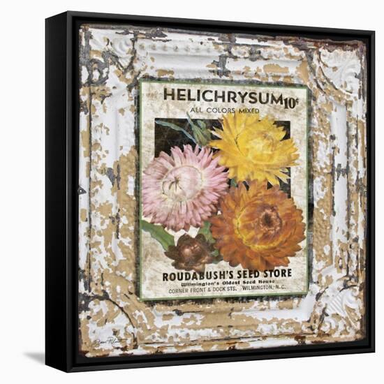 JP0546-Tin Tile-Helchrysum-Jean Plout-Framed Stretched Canvas