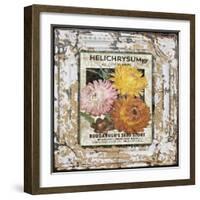 JP0546-Tin Tile-Helchrysum-Jean Plout-Framed Giclee Print