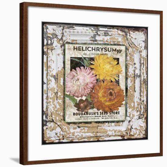 JP0546-Tin Tile-Helchrysum-Jean Plout-Framed Giclee Print