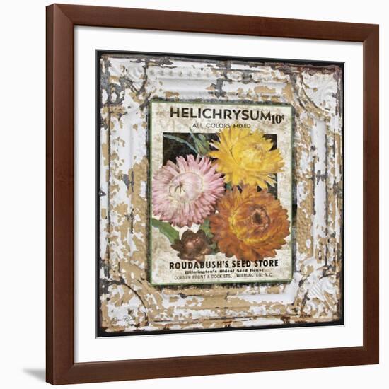 JP0546-Tin Tile-Helchrysum-Jean Plout-Framed Giclee Print