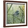 JP2546-Botanical Beauties-Jean Plout-Framed Giclee Print