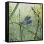 JP2546-Botanical Beauties-Jean Plout-Framed Stretched Canvas