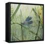 JP2546-Botanical Beauties-Jean Plout-Framed Stretched Canvas