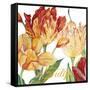 JP2583-Tulip-A-Jean Plout-Framed Stretched Canvas