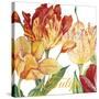 JP2583-Tulip-A-Jean Plout-Stretched Canvas