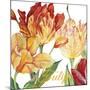 JP2583-Tulip-A-Jean Plout-Mounted Giclee Print