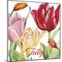 JP2584-Tulip-B-Jean Plout-Mounted Giclee Print