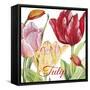 JP2584-Tulip-B-Jean Plout-Framed Stretched Canvas