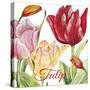 JP2584-Tulip-B-Jean Plout-Stretched Canvas