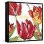 JP2585-Tulip-C-Jean Plout-Framed Stretched Canvas