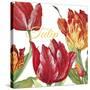 JP2585-Tulip-C-Jean Plout-Stretched Canvas