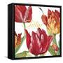 JP2585-Tulip-C-Jean Plout-Framed Stretched Canvas