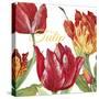 JP2585-Tulip-C-Jean Plout-Stretched Canvas