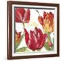 JP2585-Tulip-C-Jean Plout-Framed Giclee Print