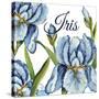 JP2586-Iris-Jean Plout-Stretched Canvas