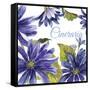 JP2587-Cineraria-Jean Plout-Framed Stretched Canvas