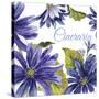 JP2587-Cineraria-Jean Plout-Stretched Canvas