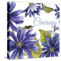 JP2587-Cineraria-Jean Plout-Stretched Canvas