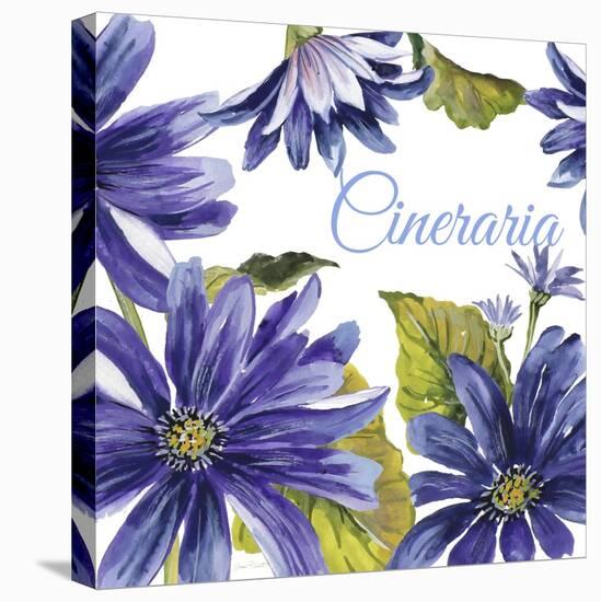 JP2587-Cineraria-Jean Plout-Stretched Canvas
