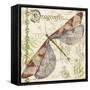 JP3431-Dragonfly Daydreams-Jean Plout-Framed Stretched Canvas