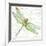 JP3436-Dragonfly Bliss-Jean Plout-Framed Giclee Print