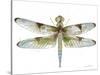 JP3440-Dragonfly Bliss-Jean Plout-Stretched Canvas