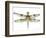 JP3440-Dragonfly Bliss-Jean Plout-Framed Giclee Print