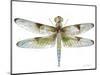 JP3440-Dragonfly Bliss-Jean Plout-Mounted Giclee Print