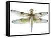 JP3440-Dragonfly Bliss-Jean Plout-Framed Stretched Canvas