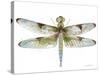 JP3440-Dragonfly Bliss-Jean Plout-Stretched Canvas
