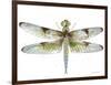 JP3440-Dragonfly Bliss-Jean Plout-Framed Giclee Print