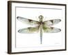 JP3440-Dragonfly Bliss-Jean Plout-Framed Giclee Print