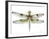 JP3440-Dragonfly Bliss-Jean Plout-Framed Giclee Print