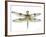 JP3440-Dragonfly Bliss-Jean Plout-Framed Giclee Print