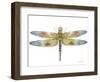 JP3441-Dragonfly Bliss-Jean Plout-Framed Giclee Print