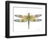 JP3441-Dragonfly Bliss-Jean Plout-Framed Giclee Print