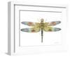 JP3441-Dragonfly Bliss-Jean Plout-Framed Giclee Print