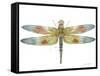 JP3441-Dragonfly Bliss-Jean Plout-Framed Stretched Canvas