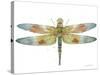 JP3441-Dragonfly Bliss-Jean Plout-Stretched Canvas