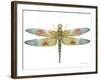 JP3441-Dragonfly Bliss-Jean Plout-Framed Giclee Print