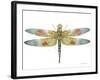 JP3441-Dragonfly Bliss-Jean Plout-Framed Giclee Print