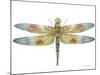 JP3441-Dragonfly Bliss-Jean Plout-Mounted Giclee Print