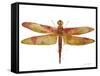 JP3442-Dragonfly Bliss-Jean Plout-Framed Stretched Canvas