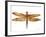 JP3442-Dragonfly Bliss-Jean Plout-Framed Giclee Print