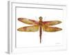 JP3442-Dragonfly Bliss-Jean Plout-Framed Giclee Print