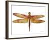 JP3442-Dragonfly Bliss-Jean Plout-Framed Giclee Print