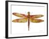 JP3442-Dragonfly Bliss-Jean Plout-Framed Giclee Print