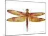 JP3442-Dragonfly Bliss-Jean Plout-Mounted Giclee Print