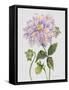 JP3778-Botanicals-Jean Plout-Framed Stretched Canvas