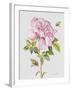 JP3779-Botanicals-Jean Plout-Framed Giclee Print